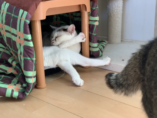c0342535_23183208.jpeg