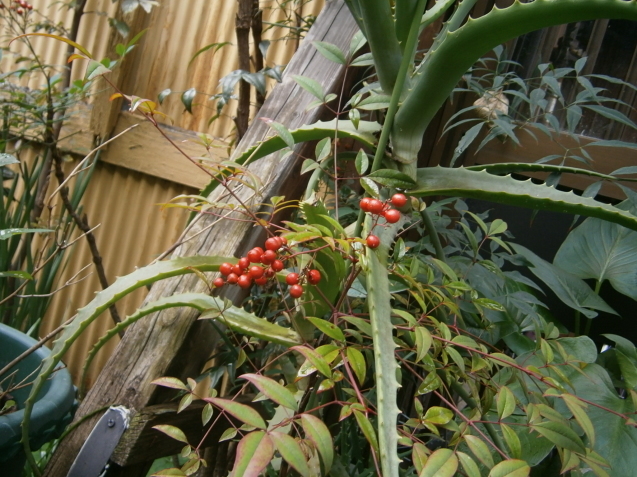 d0343540_16442663.jpg