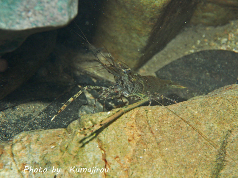ミナミテナガエビ 沖縄島産 くま次郎の やんばる日記 ミナミテナガエビ 沖縄島産 くま次郎の やんばる日記