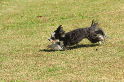 c0145250_14083104.gif
