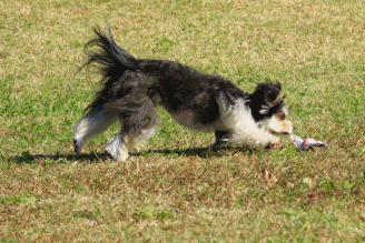 c0145250_14085341.gif