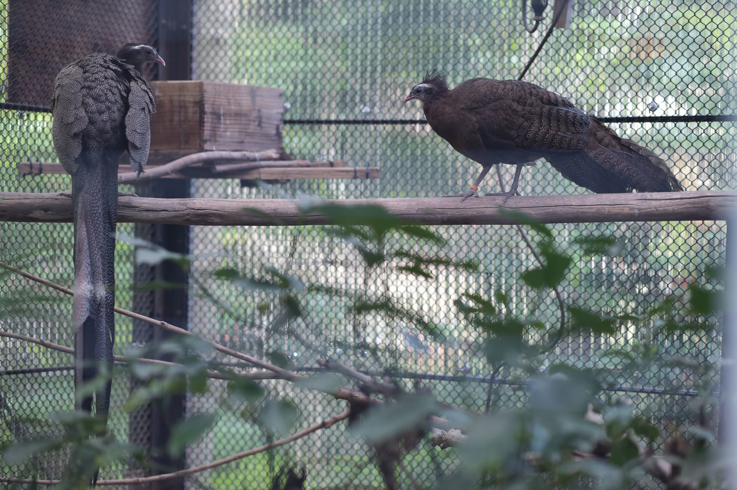 カンムリセイランペア 動物園へ行こう