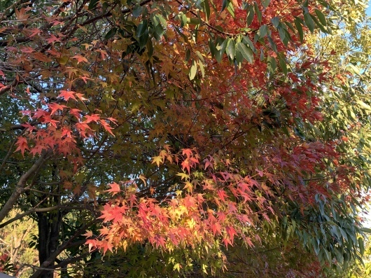 紅葉狩り_f0142070_16081910.jpeg