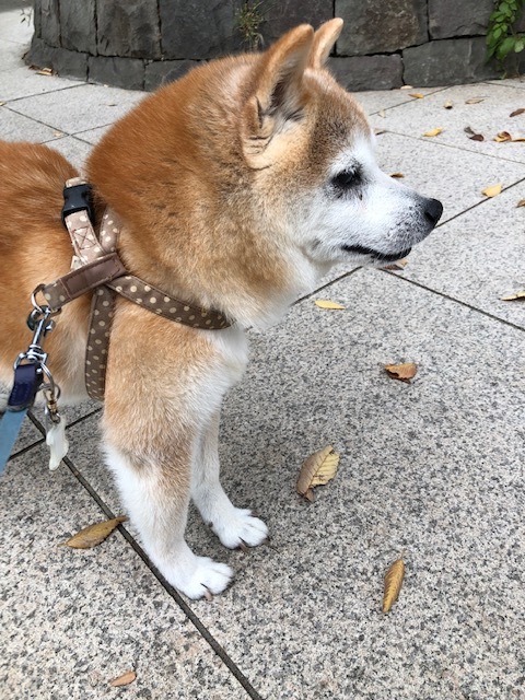 良太郎くんのお泊り(2018・11・24)_e0367571_20484335.jpg