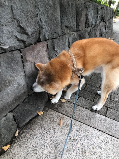 良太郎くんのお泊り(2018・11・24)_e0367571_20490451.jpg