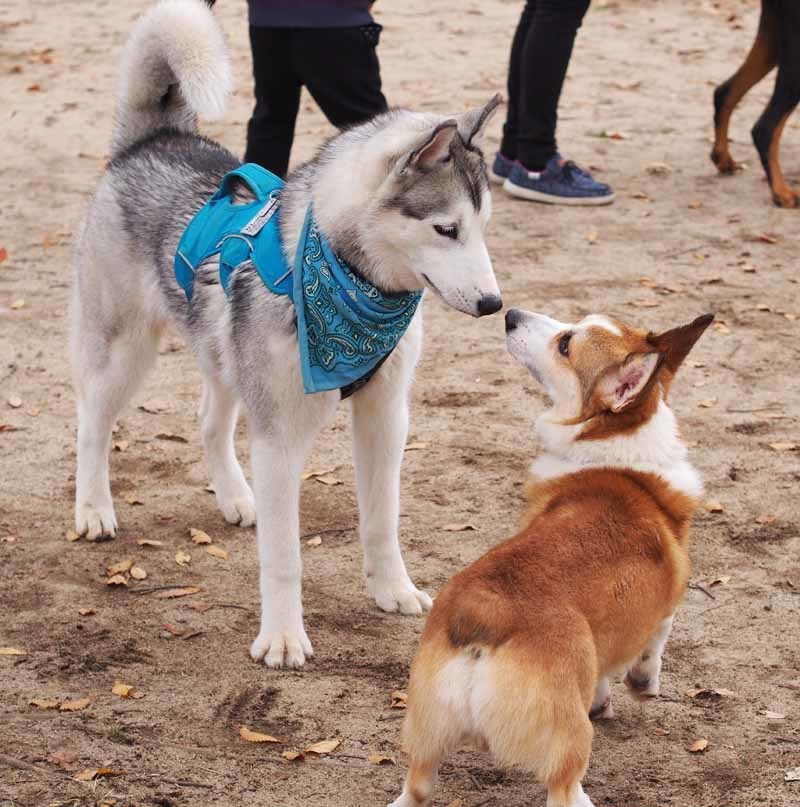 ドッキリ！生き別れの妹と再会だよかしゅがるくん_c0127975_00242842.jpg