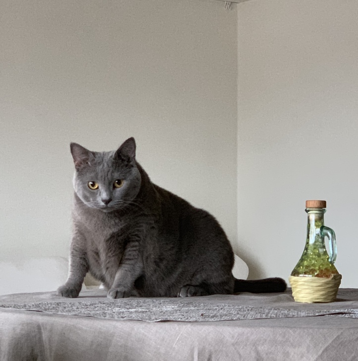 灰色猫の現在は でぶ猫です ｌi F E L O G