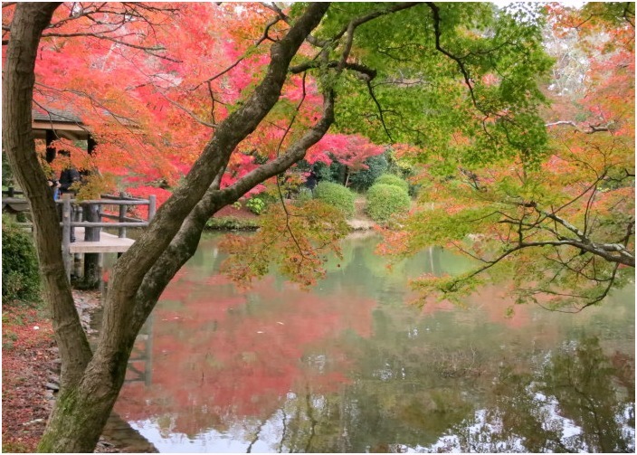 　　＜　紅葉の植物園　＞_c0036080_17185643.jpg