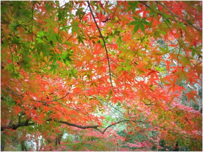 　　＜　紅葉の植物園　＞_c0036080_17200603.jpg