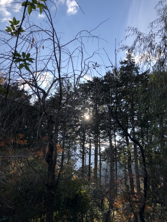 2018年11月24日 ほぼ寝たきり_b0098584_17590311.jpeg