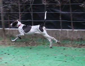 ロッティ、家庭犬への道_c0337990_10483140.jpg