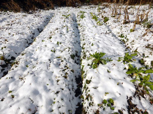 初雪と収穫_d0366590_15360105.jpg