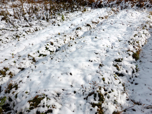 初雪と収穫_d0366590_15360279.jpg