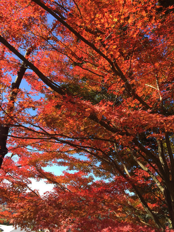 今週も紅葉を求めて、ふらり旅。_d0090298_21025294.jpg