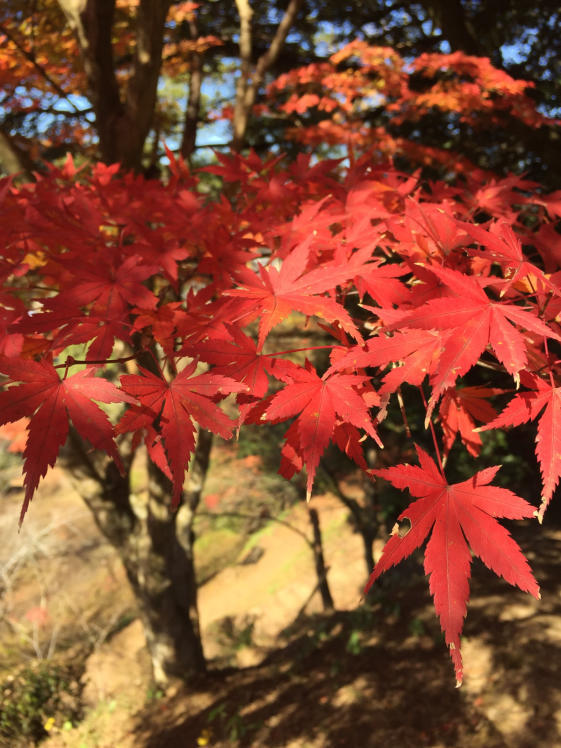 今週も紅葉を求めて、ふらり旅。_d0090298_21030578.jpg