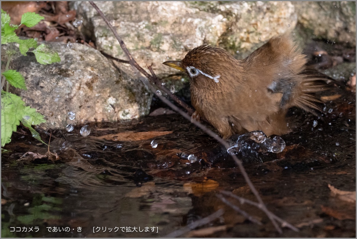 写真日記・冬〜幸せ探し・2018.11.25_c0336400_21001437.jpg