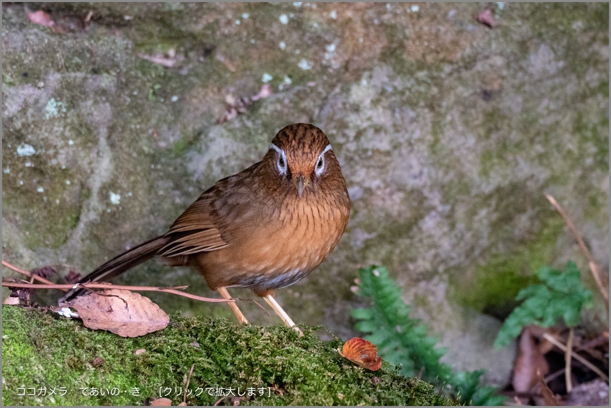 写真日記・冬〜幸せ探し・2018.11.25_c0336400_21005391.jpg