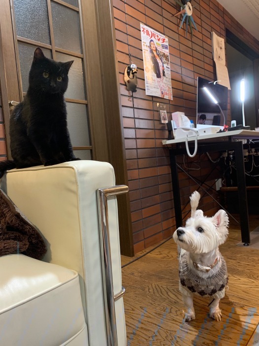 黒猫を家族に迎え入れました〜! ジジかな??_c0226202_20184676.jpeg