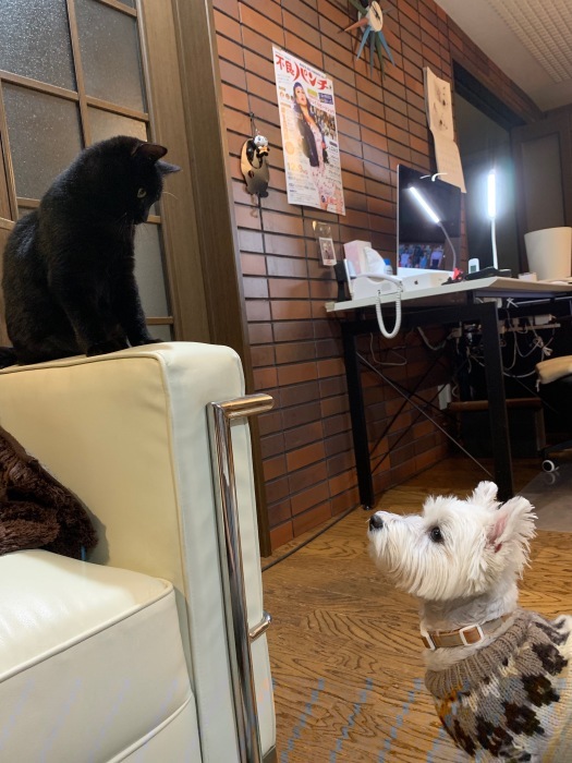 黒猫を家族に迎え入れました〜! ジジかな??_c0226202_20185460.jpeg