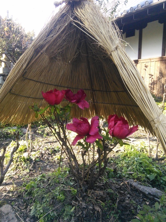 おはなしをたのしむ会 in 石光寺_c0149408_09194585.jpg