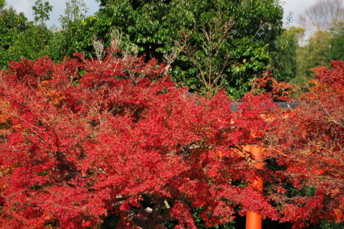 a0263109_10195703.jpg