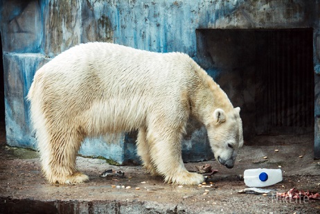 ウクライナ・ムィコラーイウ動物園のナヌクが満六歳となる ~ 年少ペア形成の必要性_a0151913_1141063.jpg