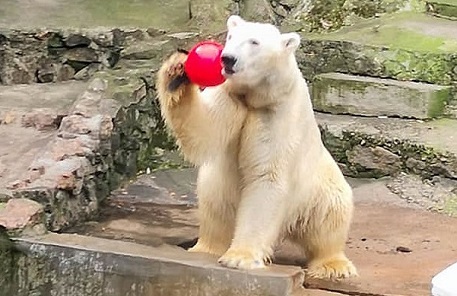 ウクライナ・ムィコラーイウ動物園のナヌクが満六歳となる ~ 年少ペア形成の必要性_a0151913_273610.jpg