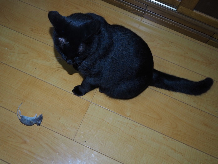 くうちゃん、２日続きでネズミ捕り_c0116915_00581409.jpg