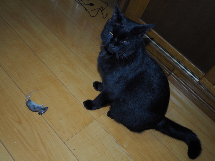 くうちゃん、2日続きでネズミ捕り_c0116915_00582851.jpg