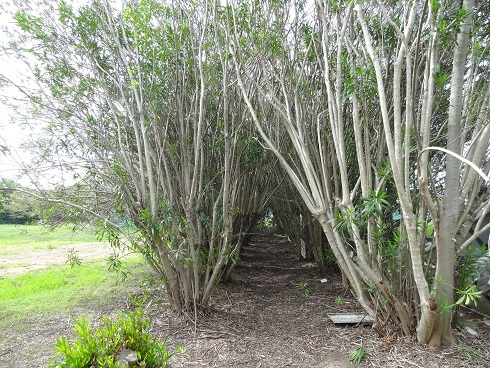 f0000521_20192813.jpg