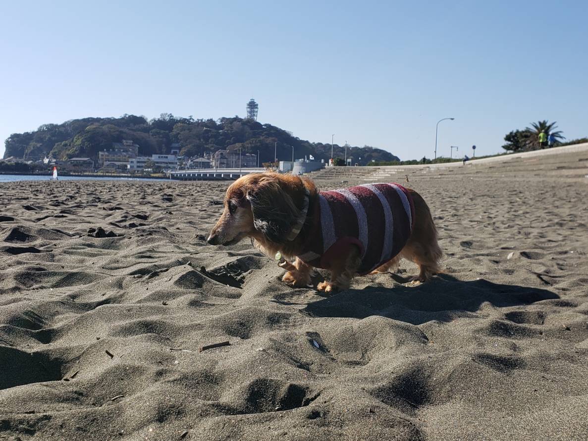 江ノ島散歩 湘南気まま生活
