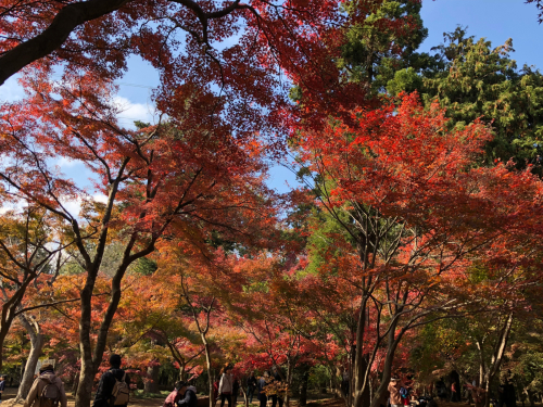 平林寺2018紅葉まだ_b0071624_16160580.jpg