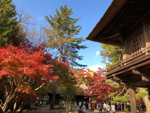 平林寺2018紅葉まだ_b0071624_16162194.jpg