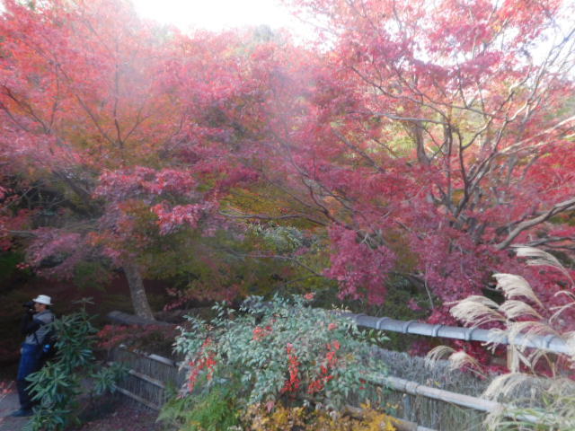 京都紅葉速報2018　直指庵_d0106134_22182392.jpg