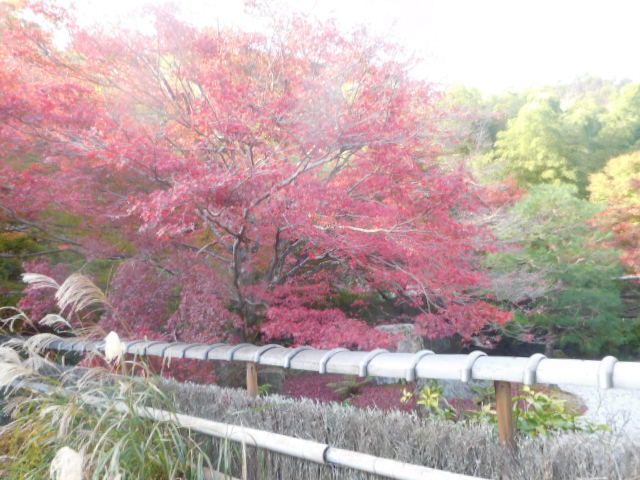 京都紅葉速報2018　直指庵_d0106134_22182701.jpg