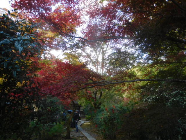 京都紅葉速報2018　直指庵_d0106134_22184252.jpg