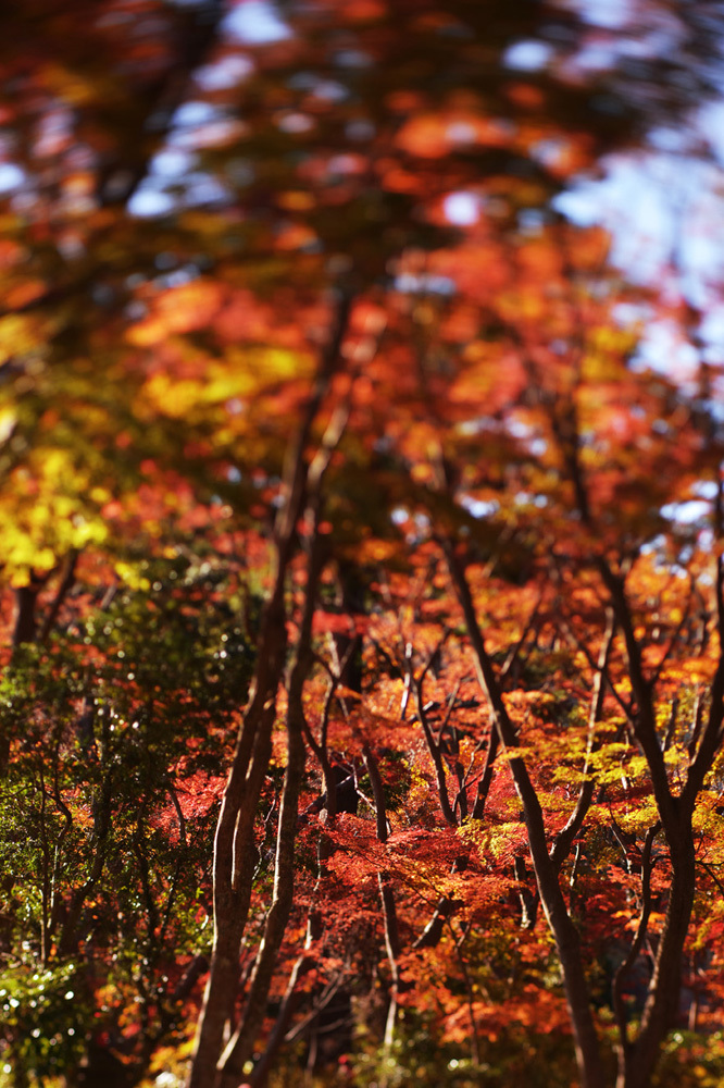 高尾山　紅葉_b0175635_22400770.jpg