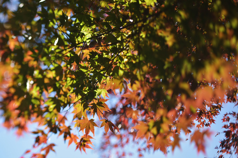 高尾山　紅葉_b0175635_22402239.jpg