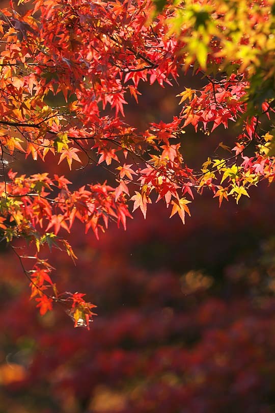 紅葉模様 １８ ２ 但馬 写真日和