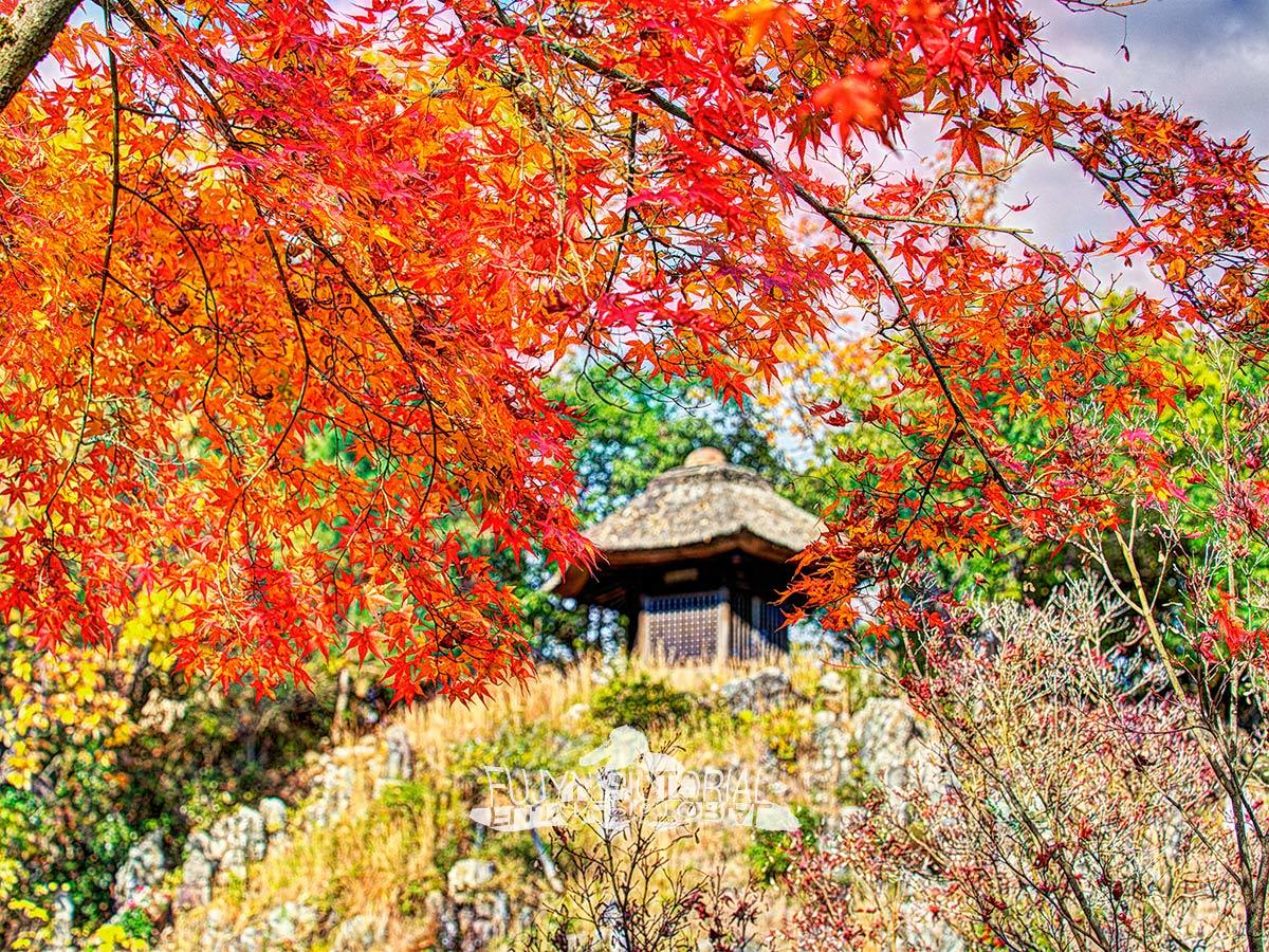 Buddhist Wedding_b0135347_22111339.jpg