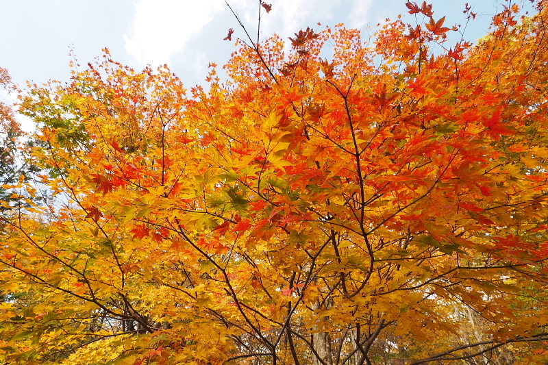 【キャンプレポート】メープル那須高原キャンプグランド ～紅葉の再訪編 ①_b0008655_17370298.jpg