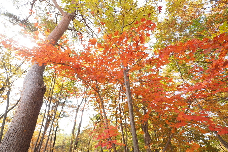 【キャンプレポート】メープル那須高原キャンプグランド ～紅葉の再訪編 ①_b0008655_17395281.jpg
