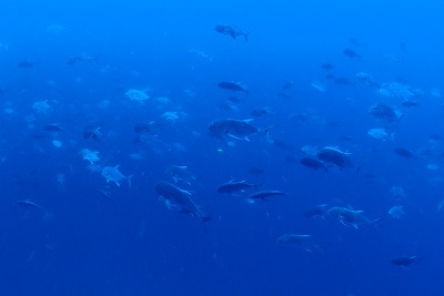 ペリリュー島 お勉強ダイブ ブログ ニュース パラオのダイビングショップ ペリリュー島 お勉強ダイブ ブログ ニュース パラオのダイビングショップ