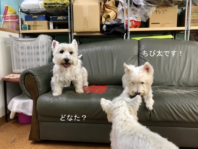 f0363961_16450249.jpeg