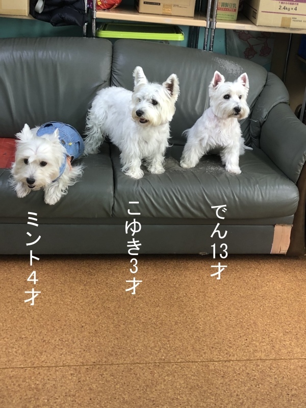f0363961_16452700.jpeg