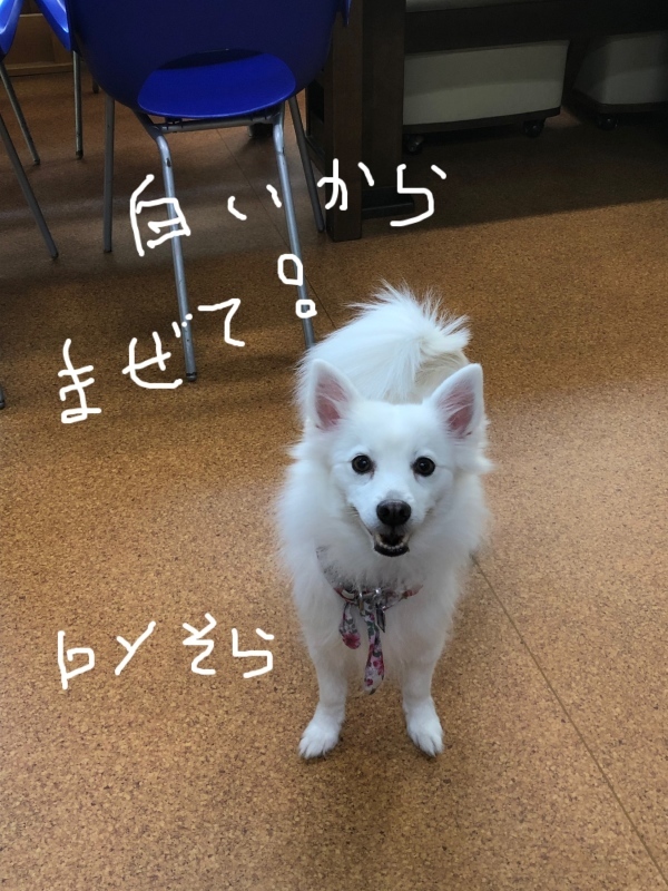 f0363961_16455705.jpg