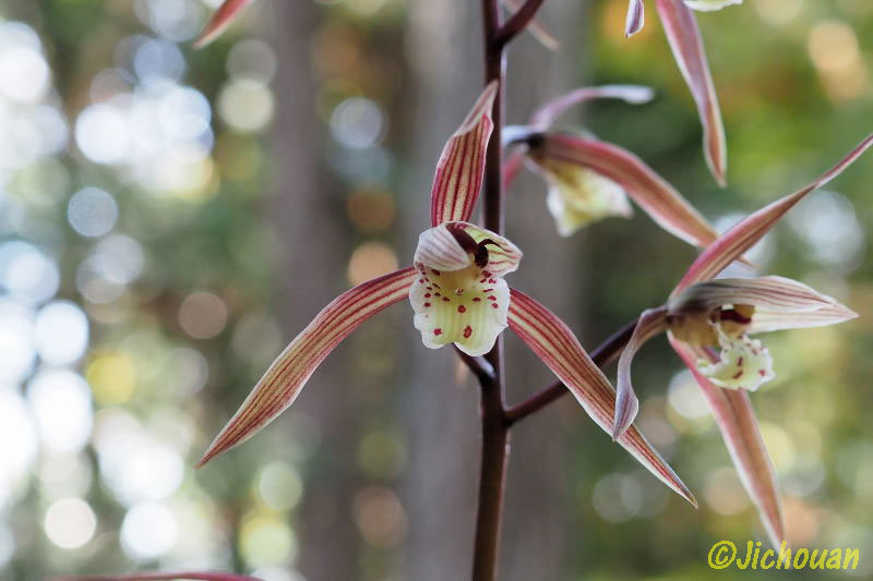 寒蘭-20038-2HG　37　竜紅の光×力王　開花　交配種 寒蘭-20038-2HG 37 竜紅の光×力王 開花 交配種 - メルカリ