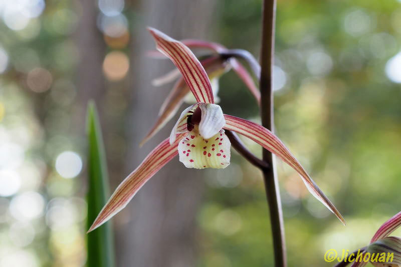 寒蘭2018（その11、旭陽） : 時鳥庵晴耕雨読