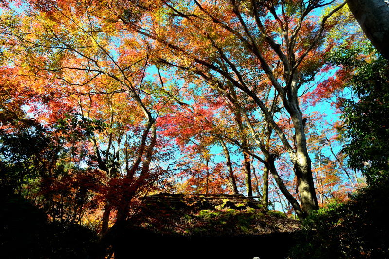 2018嵯峨野紅葉＠祇王寺_a0341170_13510150.jpg