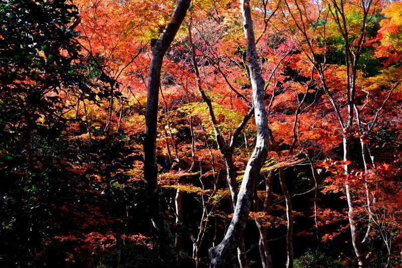 2018嵯峨野紅葉＠祇王寺_a0341170_13521346.jpg